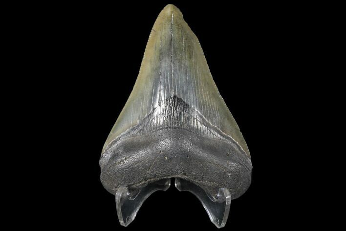 3.97" Fossil Megalodon Tooth - South Carolina